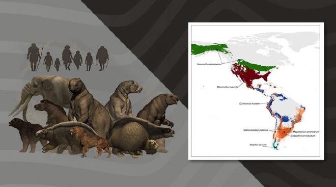 Las presas preferidas eran los mamuts, en el norte, y los perezosos y gonfoterios, parientes lejanos de los elefantes, en Sudamérica. Foto: gentileza investigadores y Megafauna 3D Project.