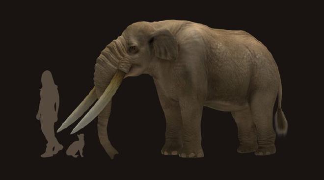 Notiomastodon, un pariente lejano de los elefantes actuales, fue una de las presas preferidas de los primeros pobladores. Crédito de la imagen: Megafauna 3D Project