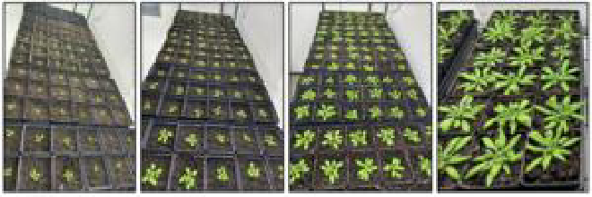 Arabidopsis thaliana en las cámaras de cultivo de plantas con ambiente controlado del Centro de Genómica y Biología de Sistemas de la Universidad de Nueva York. Crédito de la imagen Will Hinckley, Universidad de Nueva York