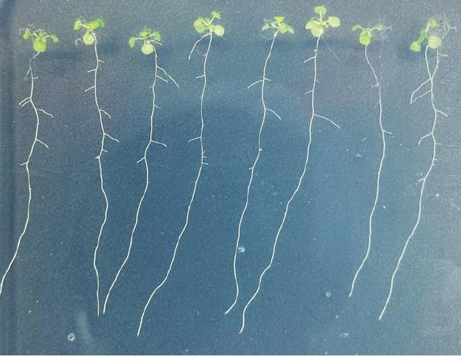 Plántulas de Arabidopsis creciendo en sustrato vegetal que contiene nitrógeno. Crédito de la imagen: Will Hinckley, Universidad de Nueva York