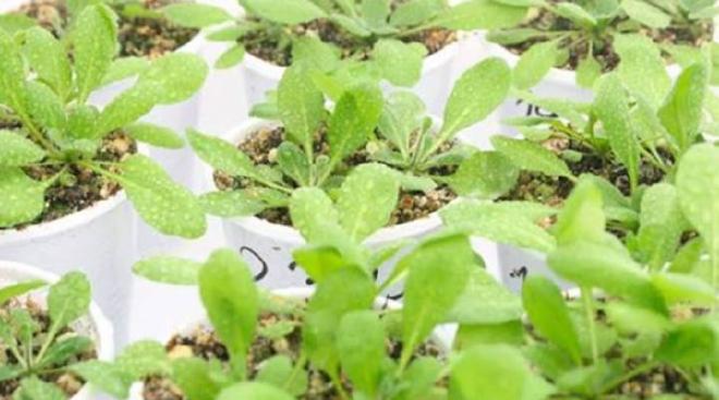 El avance respecto de MED3 se logró haciendo experimentos con Arabidopsis thaliana, la planta modelo en investigación vegetal. Crédito de la imagen: FIL