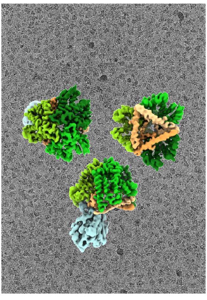 Reconstrucción por crio-EM. Complejo Tat en diferentes orientaciones, con los componentes individuales mostrados en distintos colores. El fondo muestra una imagen de crio-EM sin procesar utilizada para calcular el mapa de densidad; en total, se analizaron aproximadamente 10 000 imágenes. Crédito y copyright: Ziyu Zhao y Leonid Sazanov/Molecular Cell