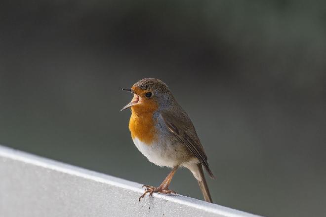Imagen de Sigfrid Poepperl en Pexels.com
