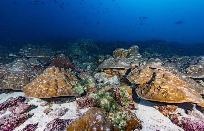Según Julia Cole, directora del Departamento de Ciencias de la Tierra y del Medio Ambiente de la Universidad de Michigan, las Islas Galápagos son conocidas por su asombrosa biodiversidad, resultado de la alta concentración de nutrientes y la mezcla de aguas frías y cálidas. Crédito de la imagen. Crédito de la imagen: Foto cortesía de Greg Asner