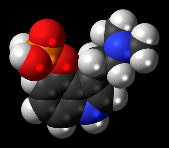 Modelo tridimensional de la molécula de psilocibina, la droga presente en los hongos alucinógenos. En el organismo, se hidroliza a psilocina, una sustancia alucinógena. Esta imagen muestra la forma neutra. Código de colores: Carbono, C: negro; Hidrógeno, H: blanco; Oxígeno, O: rojo; Nitrógeno, N: azul; Fósforo, P: naranja. Crédito de la imagen: Jynto en la Wikimedia en inglés