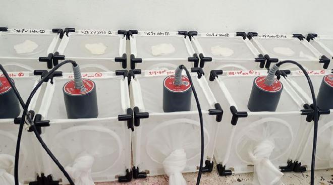 Los anticuerpos de suero de bovinos inmunizados atacaron el intestino del mosquito. No picaban a la vaca, sino que accedían al suero con sistemas de alimentación artificial. Crédito de la imagen: García Alba, Pérez Leiva, Briones et al..