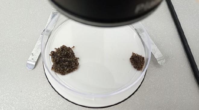 Pupas de Aedes aegypti observadas bajo estereoscopio (hembras a la izquierda y machos a la derecha). La pupa corresponde al estadio de desarrollo entre la larva y el mosquito adulto. Crédito de la imagen: García Alba, Pérez Leiva, Briones et al..