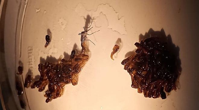 Hembra adulta de Aedes aegypti recién emergida de la pupa. Crédito de la imagen: García Alba, Pérez Leiva, Briones et al..