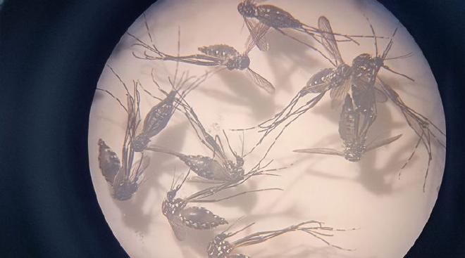 Hembras de Aedes aegypti entre 12 y 24 horas después de alimentarse con sangre suplementada con suero de animales inmunizados que contiene anticuerpos dirigidos contra proteínas de su intestino. Crédito de la imagen: García Alba, Pérez Leiva, Briones et al..