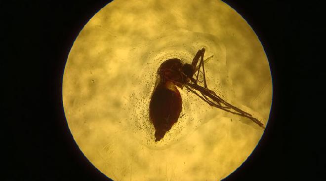 Hembra de Aedes aegypti luego de la alimentación, con el abdomen lleno de sangre suplementada con suero de animales inmunizados. Crédito de la imagen: García Alba, Pérez Leiva, Briones et al..