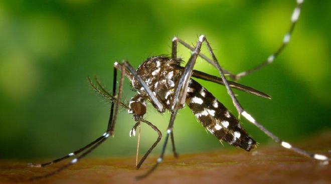 El mosquito Aedes aegypti es vector de los virus del dengue, del Zika, de chikungunya y de la fiebre amarilla
