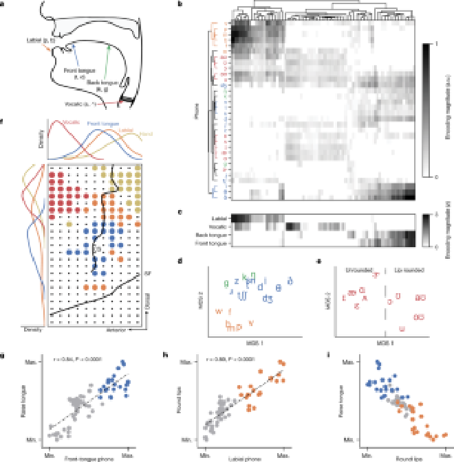 Codificaciones articulatorias que impulsan la decodificación del habla. Crédito de la imagen: Edward F. Chang et al.