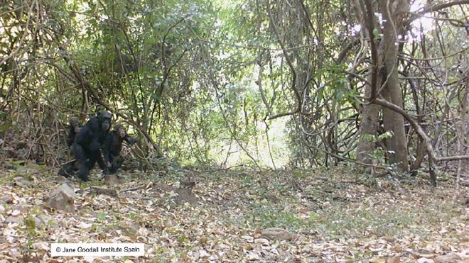 Un chimpancé joven (derecha) utiliza una herramienta para extraer hormigas legionarias, mientras una hembra adulta (centro) y una cría (izquierda) lo observan. Crédito de la imagen: Instituto Jane Goodall España (IJGE)