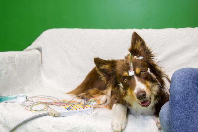 En la imagen: Zeila. Un nuevo estudio realizado en Hungría revela que el cerebro de los perros segmenta el habla en palabras de una manera que hasta ahora solo se había observado en humanos. Esto sugiere que el procesamiento eficiente del habla no es necesariamente consecuencia de las habilidades lingüísticas únicas de los humanos: la exposición regular al habla por sí sola puede modificar el funcionamiento del cerebro, incluso en una especie de mamífero evolutivamente distante de los humanos. El descubrimiento, realizado por el Laboratorio de Neuroetología de la Comunicación del Departamento de Etología de la ELTE en Budapest, fue publicado en la revista Science. Crédito de la imagen: Sarolta Szilágyi