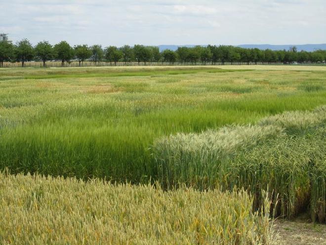La fotografía muestra varios pequeños campos experimentales de cereales que aún están verdes. En primer plano se pueden ver plantas de trigo. Más al fondo, también se aprecian campos experimentales con otros tipos de cereales. Al fondo, árboles bordean una avenida bajo un cielo azul claro con algunas nubes blancas. Crédito de la imagen: Dr. Sabrina Geisslitz