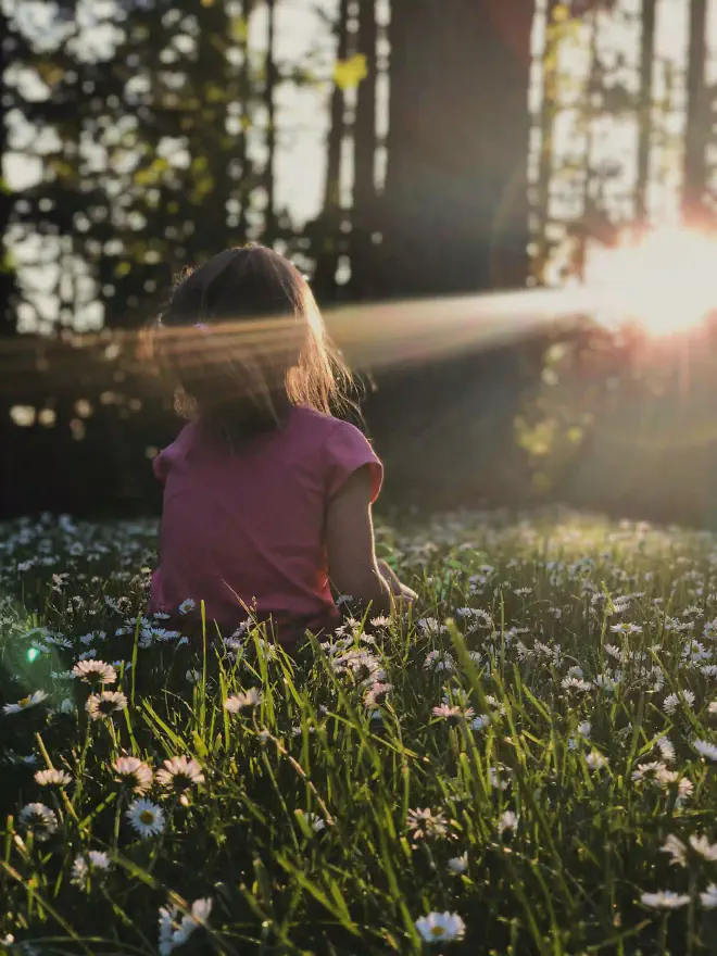 Among Daisies in the forest