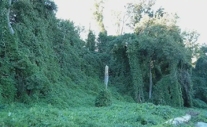 Kudzu suffocating trees in Atlanta, Georgia, USA.