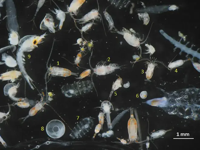 Zooplankton sample that includes several species of copepods (1 to 5), gastropod larvae (6), doliolids (7), fish eggs (8), and crustacean larvae (9). Text credit: English Wikipedia. Image credit: Iole Di Capua, on English Wikipedia.