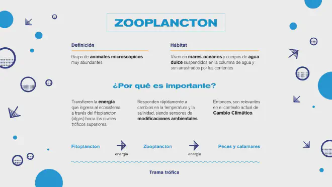 What is zooplankton? Image credit: Georgina Cepeda, in the preview of Science Perspectives #3 Ocean, from the VocAr Program of CONICET.