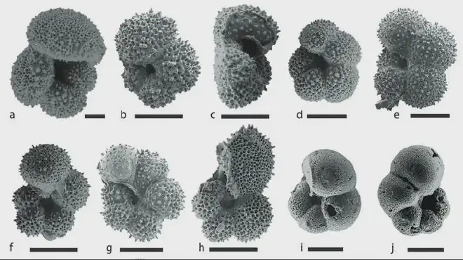 By analyzing the chemistry of shells like these, scientists can learn about the temperature and movement of ancient ocean waters. (Brian T. Huber/Smithsonian Institution)